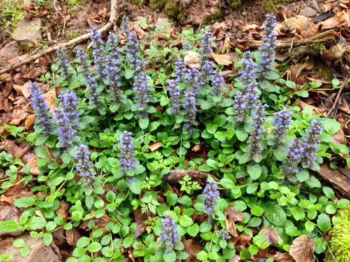 Blümchen am Wegesrand