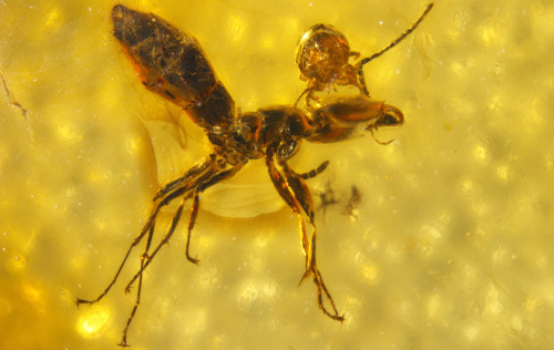 (C) Museum für Naturkunde (MfN) Berlin